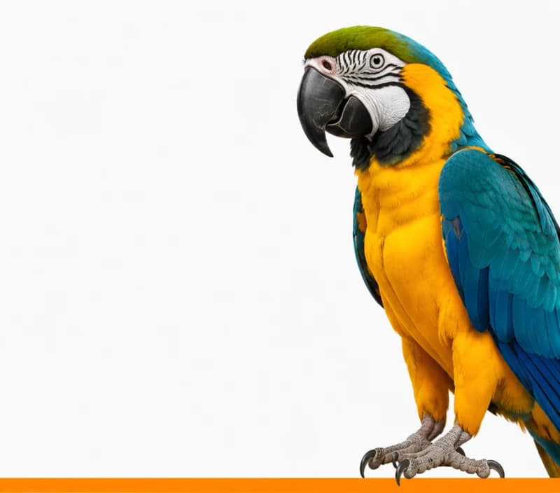 Aves — ver produtos da categoria