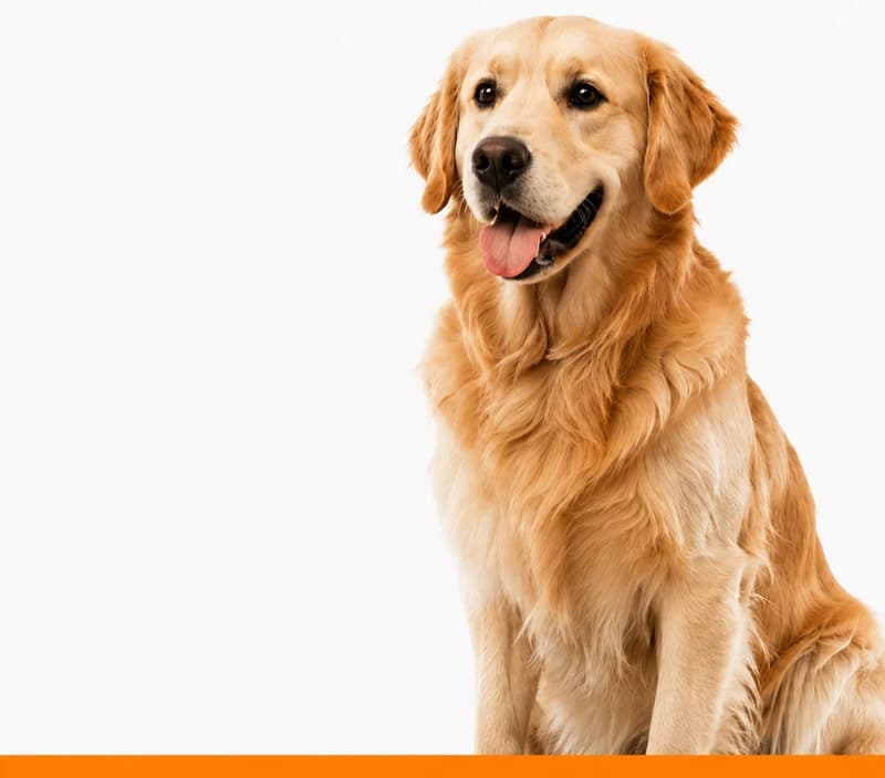 Cães — ver produtos da categoria