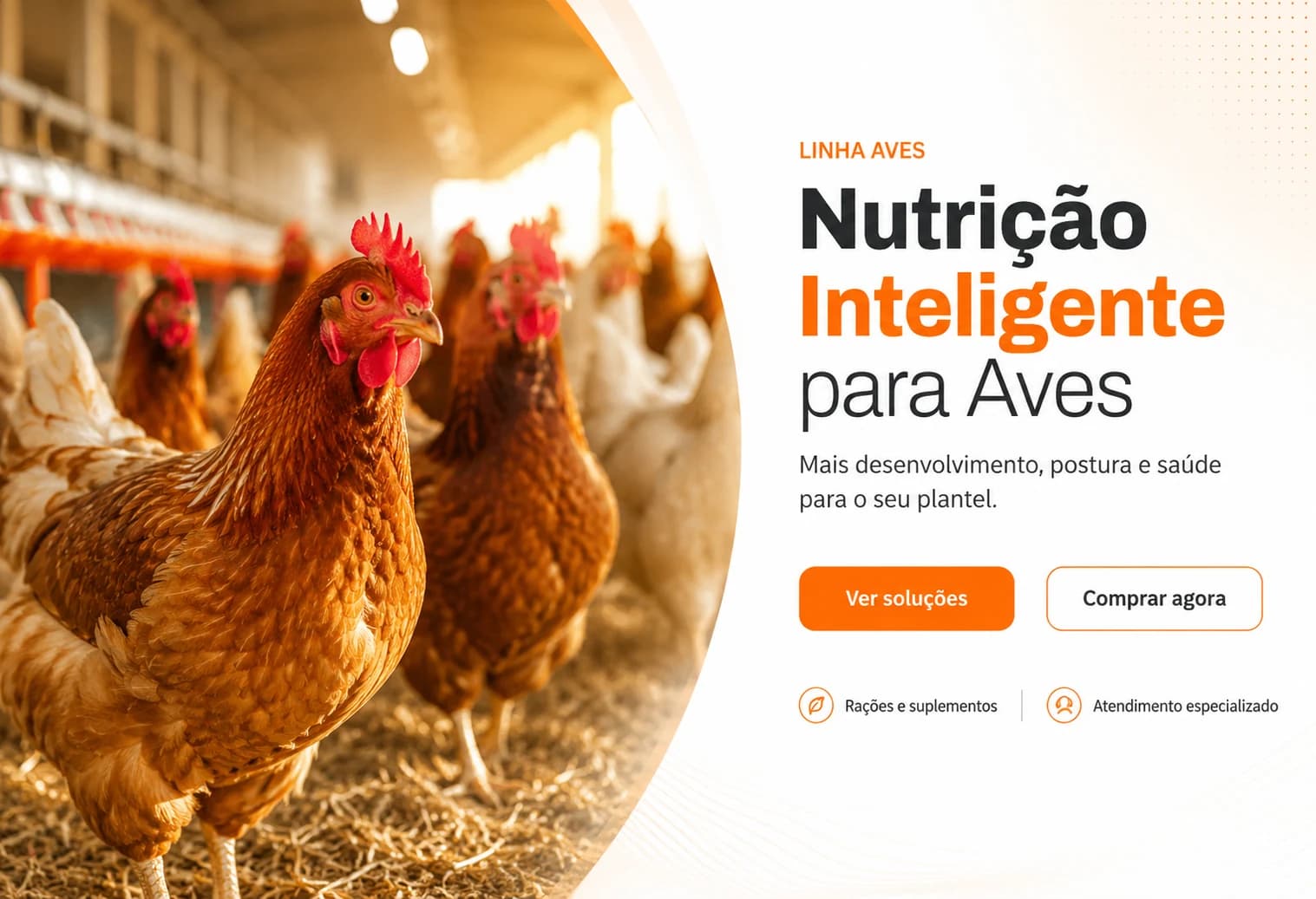 Galinhas caipiras em aviário aberto sob luz de fim de tarde